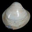 Polished Fossil Clam - Small Size #5287-2